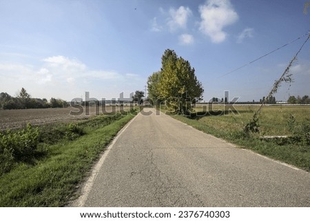 Country  road bordered by sparse trees next to fields on a sunny day in the italian countryside