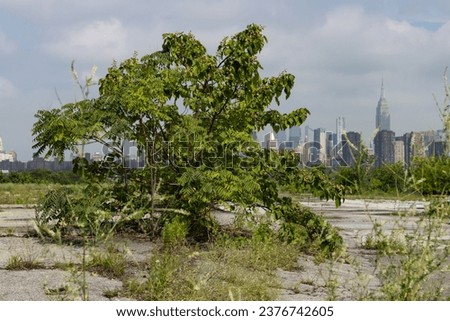 Overgrown Plants and Weeds on a Vacant Lot in Greenpoint Brooklyn with a Manhattan Skyline View Royalty-Free Stock Photo #2376742605