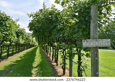 Green rkatsiteli grapes growing in a vineyard at a winery for making wine
