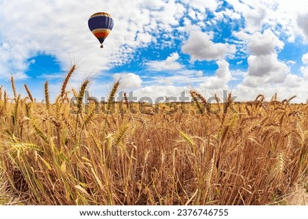 Spectacular hot air balloon flies over the field. Delightful field of ripe wheat. Cloudy spring day. Israel. 