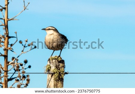Chalk browed mockingbird perched on a pole (Mimus Saturnimus). Quebrada de los Cuervos, Uruguay
