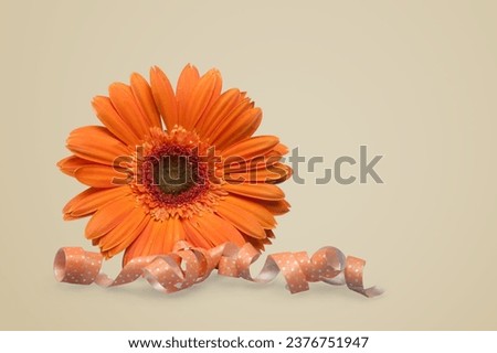 Fresh colored aroma flower on beige background.