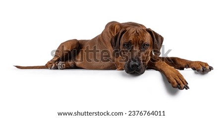 Handsome male Rhodesian Ridgeback dog, laying down side ways with head and paws over edge. Looking straight towards camera. Isolated on a white background. Royalty-Free Stock Photo #2376764011