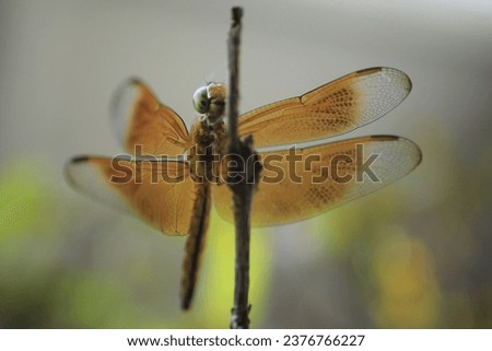 macro photo of a yellow dragonfly perched on a tree trunk. tropical forest dragonfly.