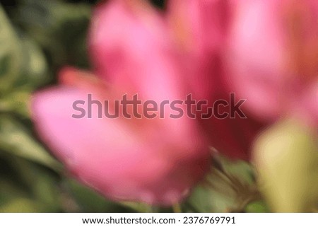Beautiful pink bougainvillea flowers suitable for wallpaper or background