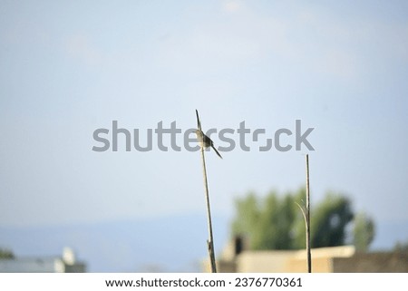 a bird sitting on pole - nature scene  - bird view - beautiful Captivating Image of a Majestic Bird Perched on a Pole - Nature Scene