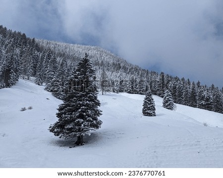 Winter in the swiss alps, Switzerland. Panoramic view. Snowy winter landscape in the mountains with fir trees and wooden fence. 