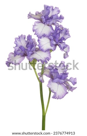 Studio Shot of Blue Colored Iris Flower Isolated on White Background. Large Depth of Field (DOF). Macro. Close-up. Royalty-Free Stock Photo #2376774913