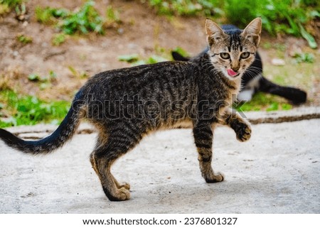 In this adorable photo, a mischievous cat sticks its tongue out playfully while lifting one leg in a comical, carefree pose. Pure feline charm! 🐱😛