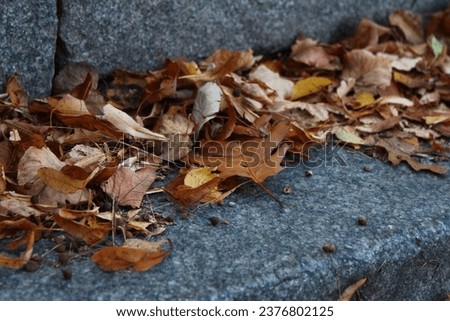 Steps with autumn yellow foliage