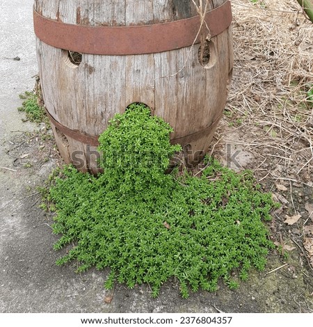 A wooden old barrel that looks like a cartoon with eyes and a mouth with a creeper succulent plant growing out of it, a good idea for decorating the yard