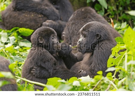 Mom and Baby Gorilla Feeding in the Forest in Bwindi Impenetrable Forest National Park in Uganda Royalty-Free Stock Photo #2376811511