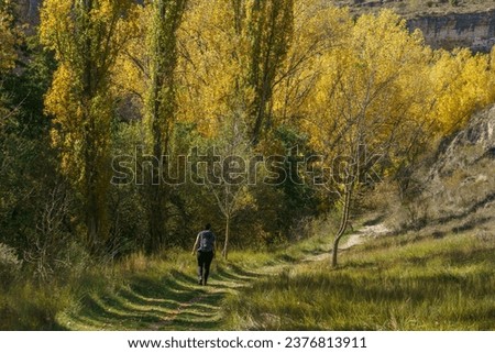 The beautiful path with hiker and poplar trees in autumn of the Hoces del Duraton natural park near Sepulveda, Segovia, Spain