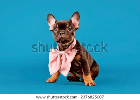 Cute tan colored French Bulldog dog puppy with pink ribbon in front of blue background