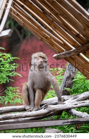 The hamadryas baboon is a large baboon native to the Horn of Africa and the southwestern tip of the Arabian Peninsula.