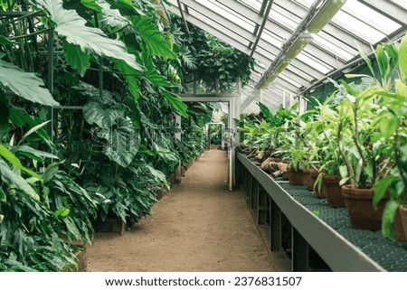 interior of a large greenhouse with a collection of tropical plants Royalty-Free Stock Photo #2376831507
