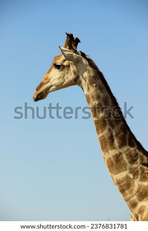 Profile picture of a giraffe in the Kruger National Park, South Africa