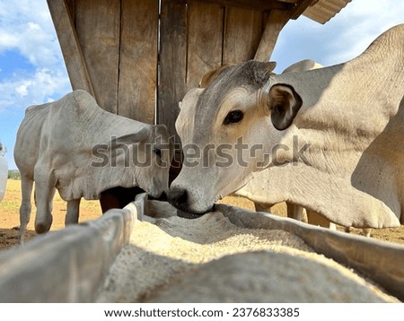Animal mineral nutrition supplementation on beef cattle nellore Royalty-Free Stock Photo #2376833385