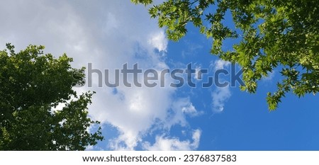Clouds, trees and leaves in the sky
