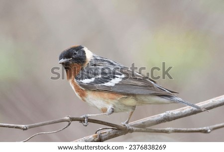Migrating bay breasted warbler in spring plumage  Royalty-Free Stock Photo #2376838269