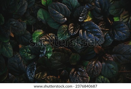 Dark abstract dense background with bugleweed Ajuga reptans - Black Scallop. Brightly colored plant leaves. Beautiful saturated nature wallpaper