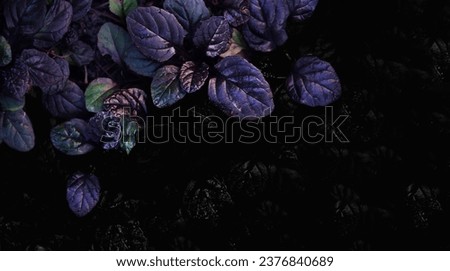 Dark abstract dense background with bugleweed Ajuga reptans - Black Scallop. Brightly colored plant leaves. Beautiful unique saturated nature wallpaper. Copy space
