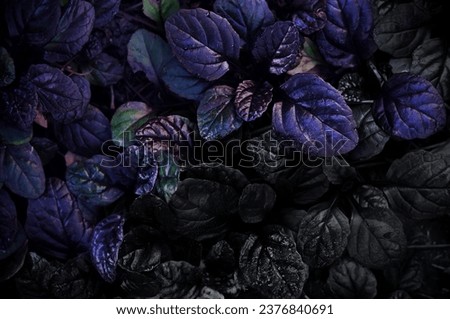 Dark abstract dense background with bugleweed Ajuga reptans - Black Scallop. Brightly colored plant leaves. Beautiful unique saturated nature wallpaper