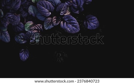 Dark abstract dense background with bugleweed Ajuga reptans - Black Scallop. Brightly colored plant leaves. Beautiful unique saturated nature wallpaper. Copy space