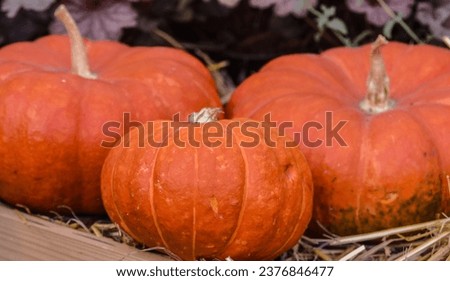 Three bright orange pumpkins in a wooden box with hay. Autumn harvest.