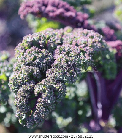 Kale or leaf cabbage, belongs to a group of cabbage (Brassica oleracea) cultivars grown for their edible leaves, although some are used as ornamentals.