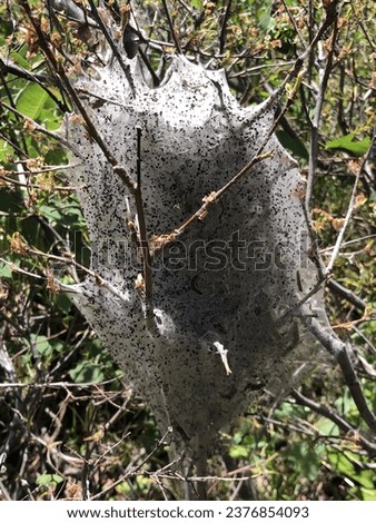 Isolated Picture of Baby Caterpillar Nest
