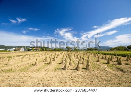 Rice fields after harvesting, blue sky, and drying rice Royalty-Free Stock Photo #2376854497