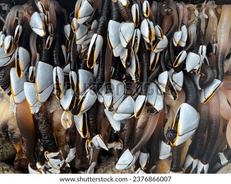 Goose barnacles on the Isles of Scilly Royalty-Free Stock Photo #2376866007