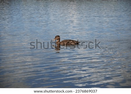 Wild duck in the lake water. The sky and clouds glow in the light blue calm water of the forest lake. One adult brown-black bird floats on the surface of the water. This is a wild mallard duck.