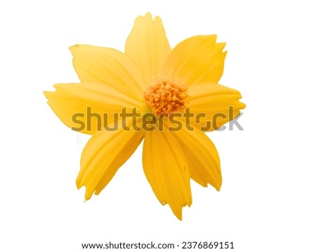 Yellow flower in white background 