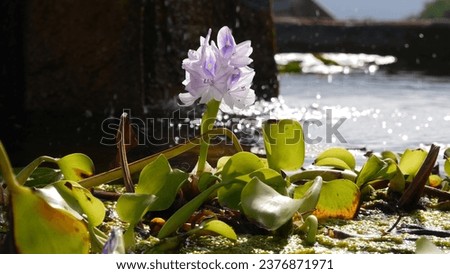 Water hyacinth flower in a public fountain at the Old Mission in Santa Barbara, California, USA