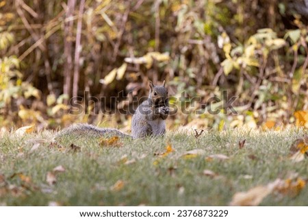 The fox squirrel (Sciurus ni..r), also known as the eastern fox squirrel or Bryant's fox squirrel on a meadow.