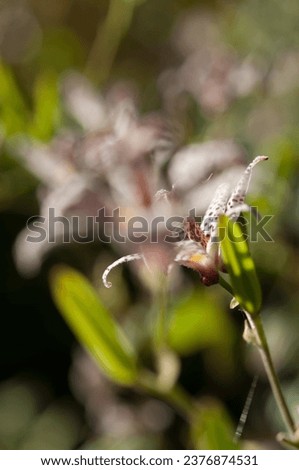 abstracted floral background featuring Tricyrtis or toad lily close-up in autumn