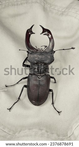 Stag beetle on a white background Photo of a rare insect. High quality stock photo.