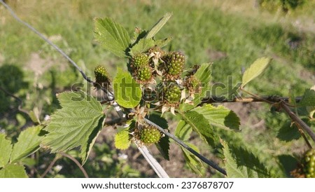 Green blackberries growing in the garden. High quality stock photo.
