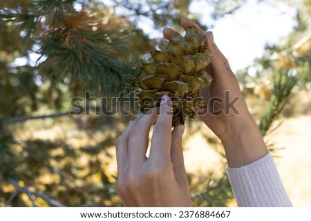 Cropped Human Hands Picks, Collects Pine Cone From Cedar, Needles Tree In Forest To Get Nuts, Essential Oil Or For Decor. Evergreen Nursery. Harvesting. Horizontal Plane. Royalty-Free Stock Photo #2376884667