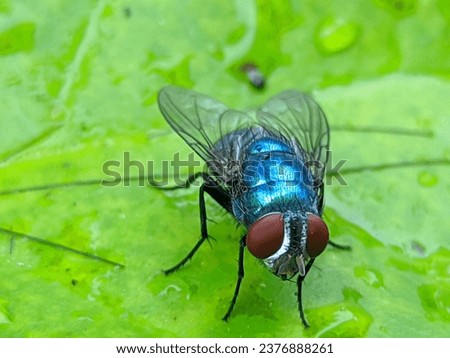 Macro photo of a fly on a green leaf in the garden