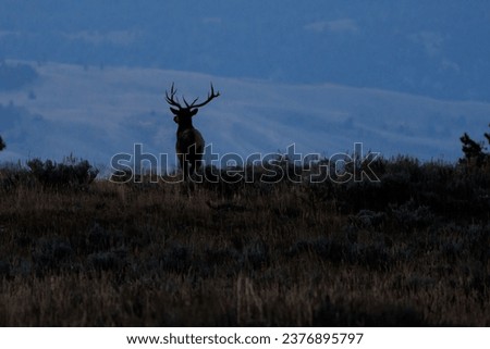 Bull elk (Cervus canadensis) standing on a ridge looking into a valley during early fall. 