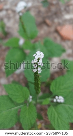 Heliotropium indicum, or Indian heliotrope, is a wild plant with oval leaves and small purple or white flowers used in traditional medicine.
