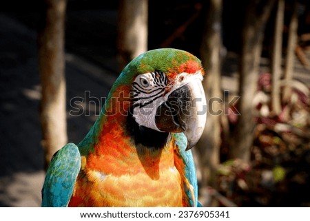 a beautiful feathered macaw is perching