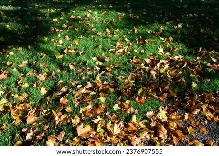 Signs of fall, dry maple leaves on a lush green lawn highlighted by sunlight, as a nature background
