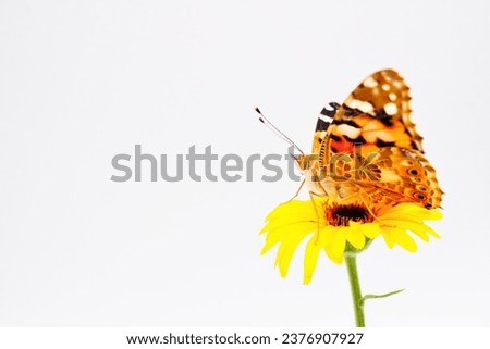 Orange-colored Painted Lady butterfly perching on a pretty calendula flower against a white background