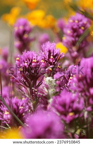 Purple Owl's Clover in the Tonto National Forest during the 2023 super bloom Royalty-Free Stock Photo #2376910845