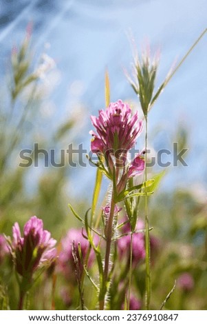 Purple Owl's Clover in the Tonto National Forest during the 2023 super bloom Royalty-Free Stock Photo #2376910847