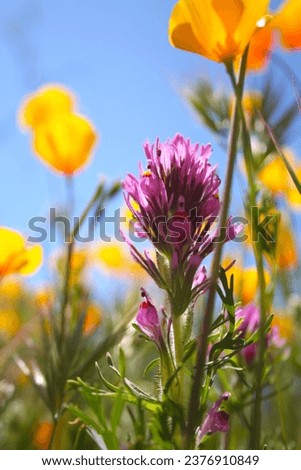 Purple Owl's Clover in the Tonto National Forest during the 2023 super bloom Royalty-Free Stock Photo #2376910849
